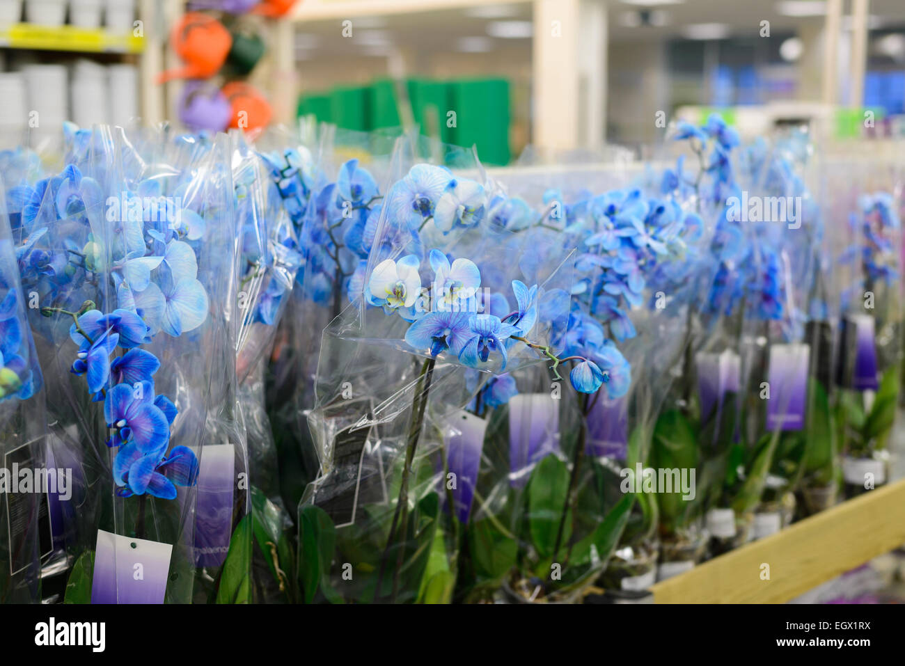 Blaue Orchidee Nahaufnahme im store Stockfoto