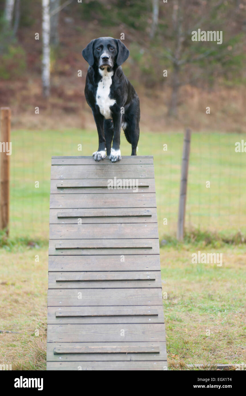 Kreuzung Hund Lisa auf dem Gipfel eines Hindernisses. Stockfoto