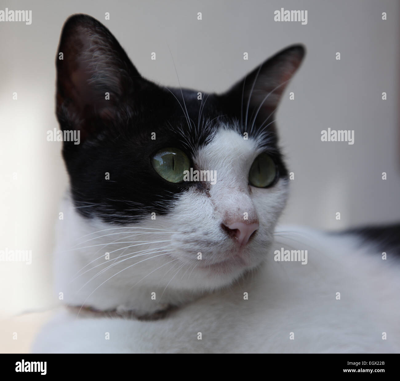 Schwarzweiss-Katze mit grünen Augen posieren vor der Kamera des Fotografen Stockfoto