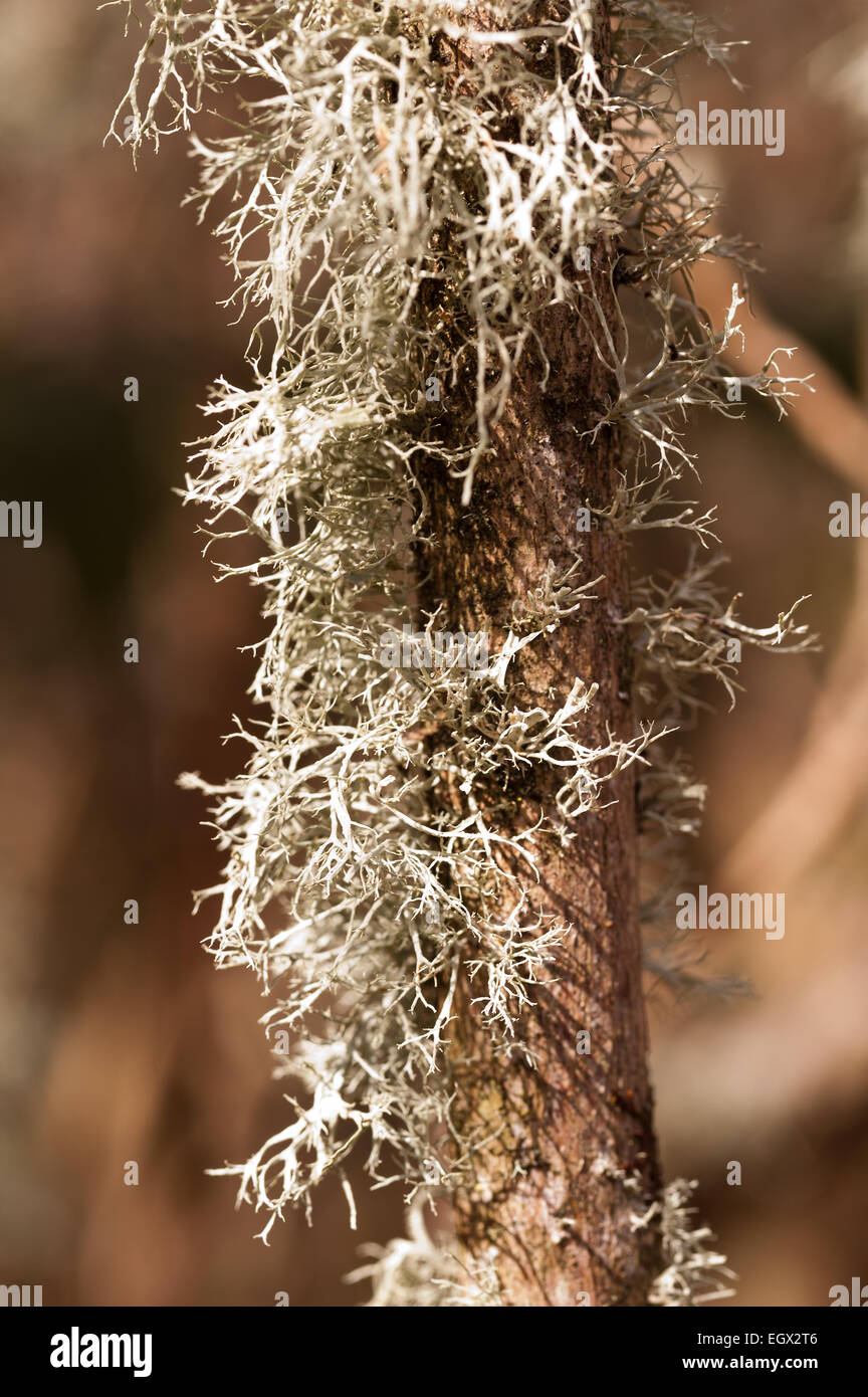 Rentier Ramalina Farinacea fruticose Flechten und Moos unter foliose Flechten an lebenden Eichenrinde Baumstamm Stockfoto