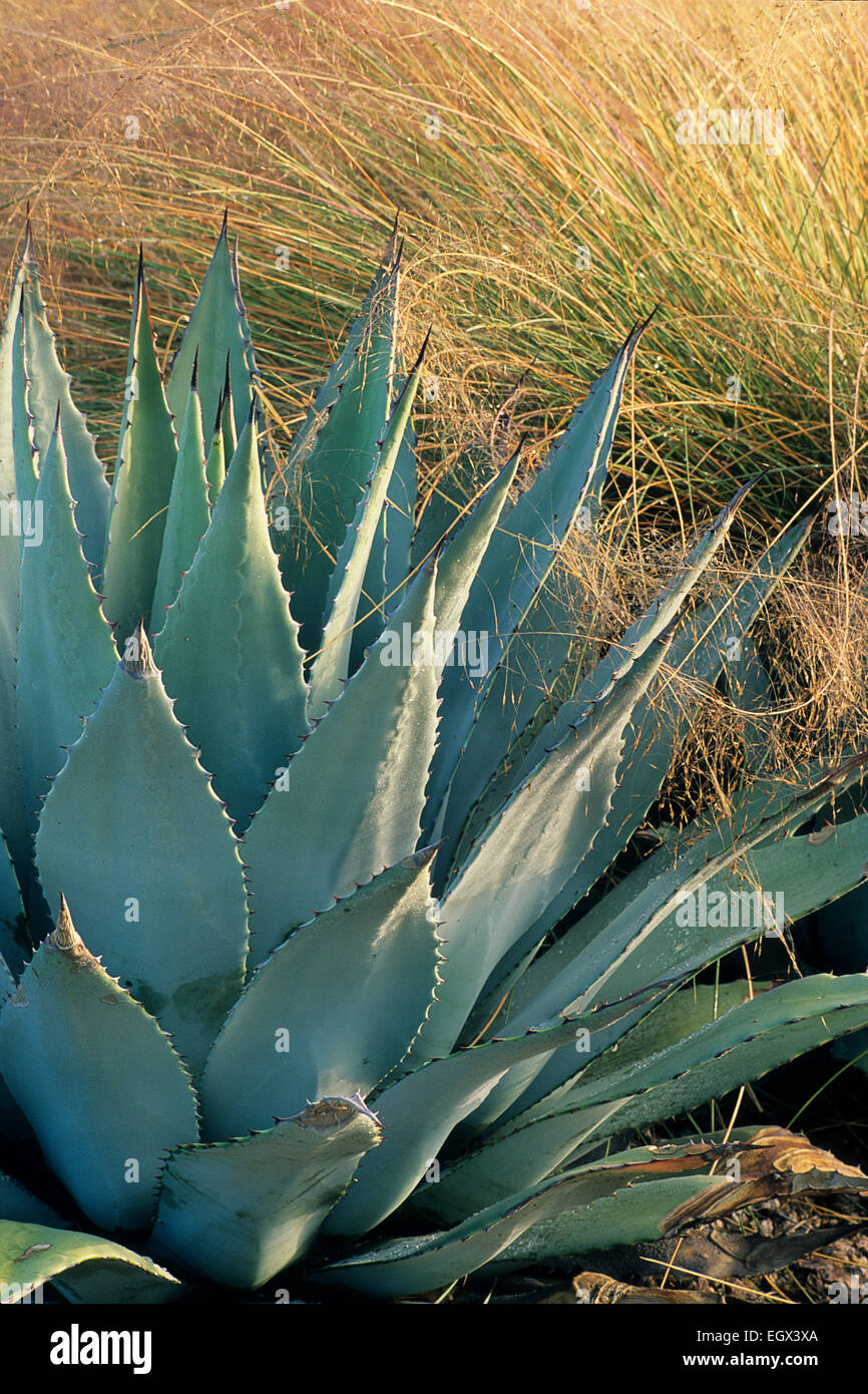 Ein Phoenix Design von Carrie Nimmer Paare stachelige Agave Parryi mit wellenförmigen mexikanisches Federgras, eine verträumte Wüste Komposition zu machen... Stockfoto