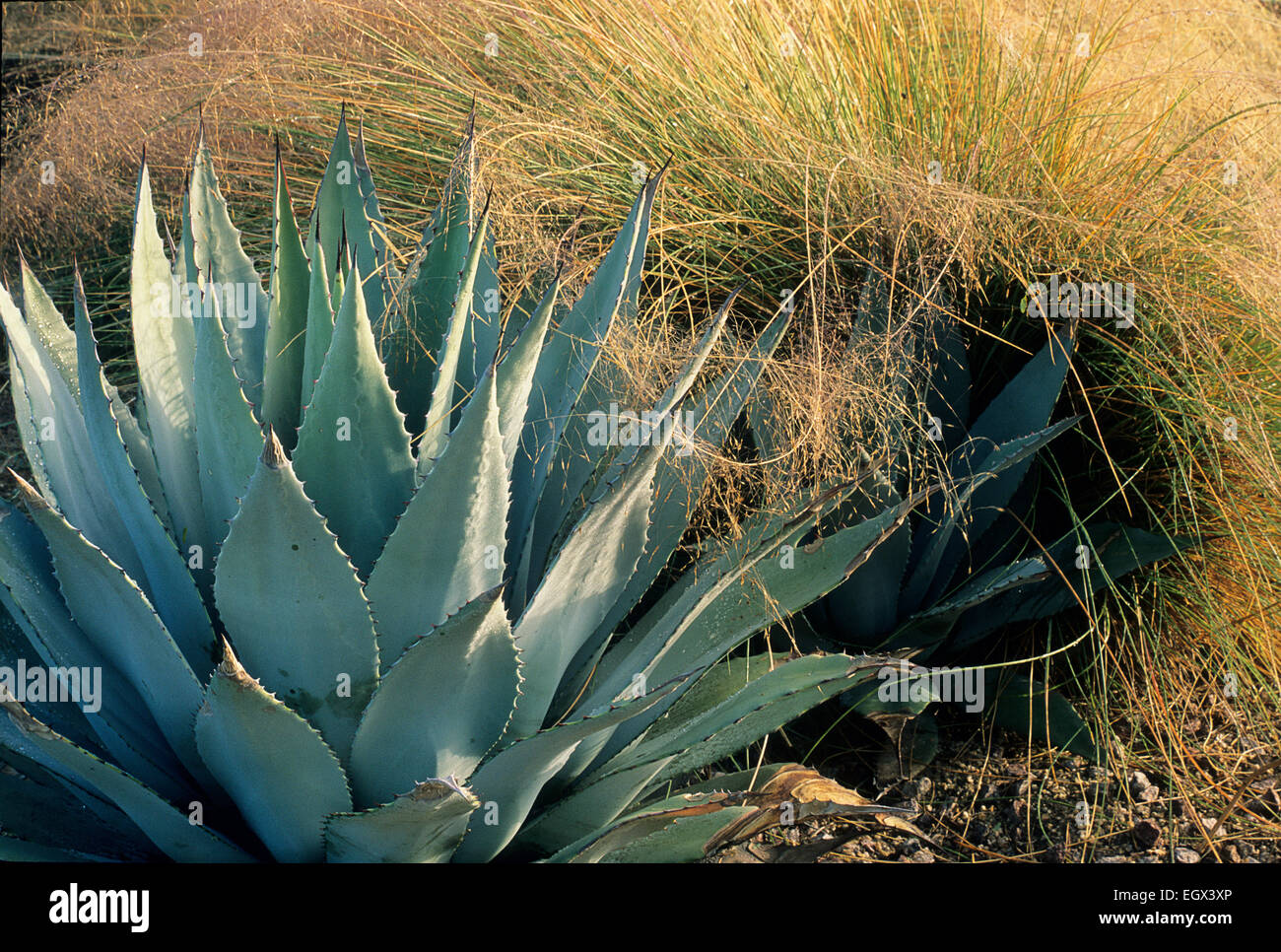 Agave Parryi und ein Tawny Muhlenbergia Capillaris bilden einen angenehmen Kontrast in einem Design von Carrie Nimmer in ihrem Phoenix, Arizona, Stockfoto