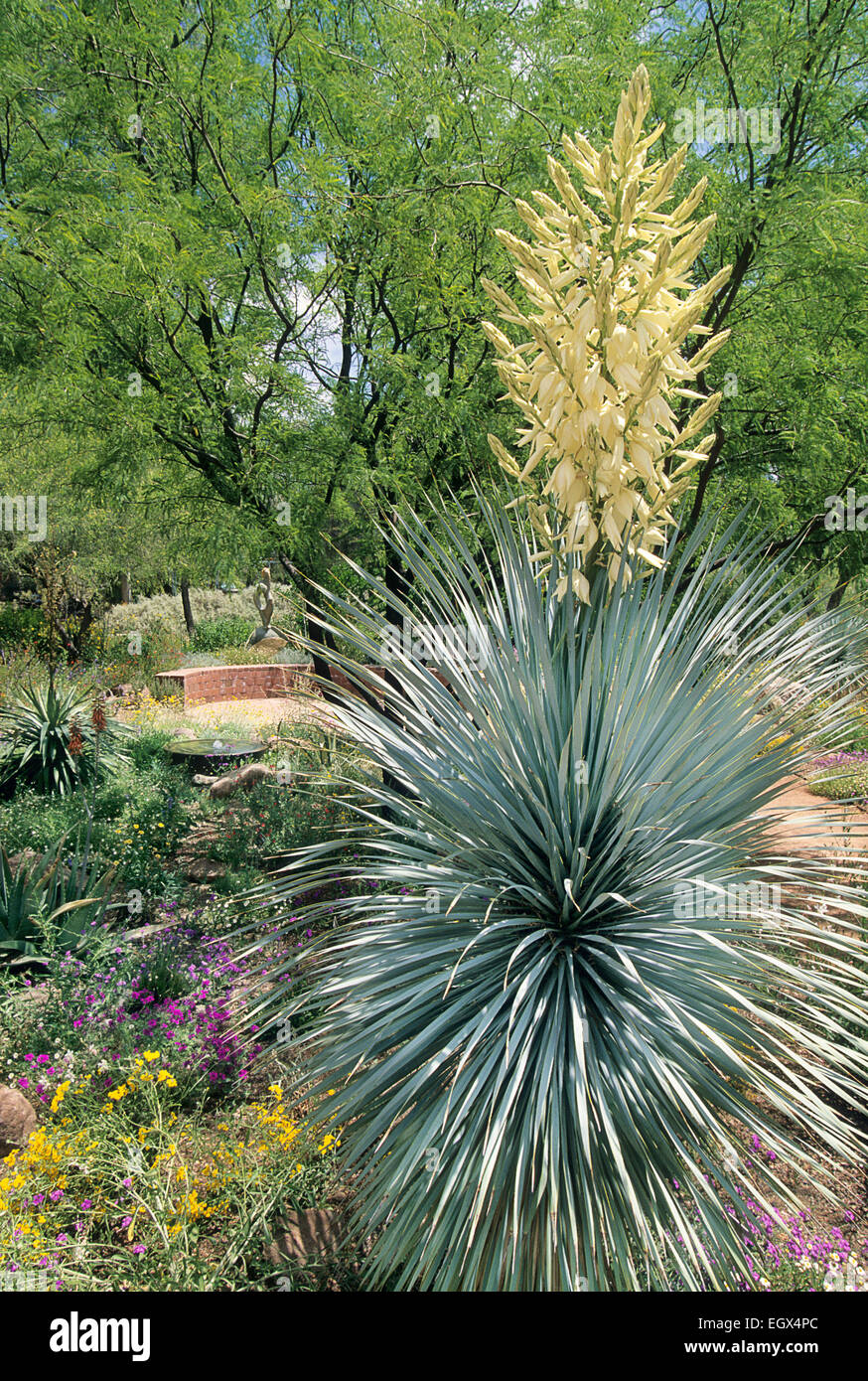 Eine silberne blätterte Yucca Rostrata zeigt Massen von cremigen weißen Blüten im Frühjahr am Boyce Thompson Arboretum. Stockfoto