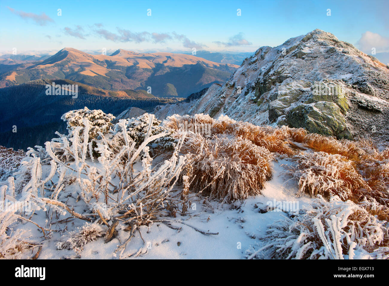 Rasen, Büsche und Felsen sind mit schönen gelben Licht und Frost bedeckt. Stockfoto