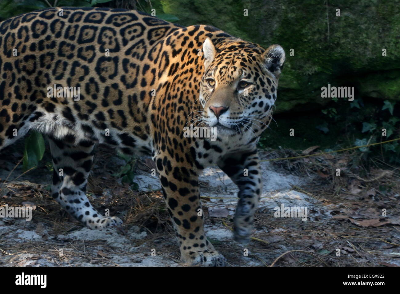 Close up black jaguar panthera onca -Fotos und -Bildmaterial in hoher ...
