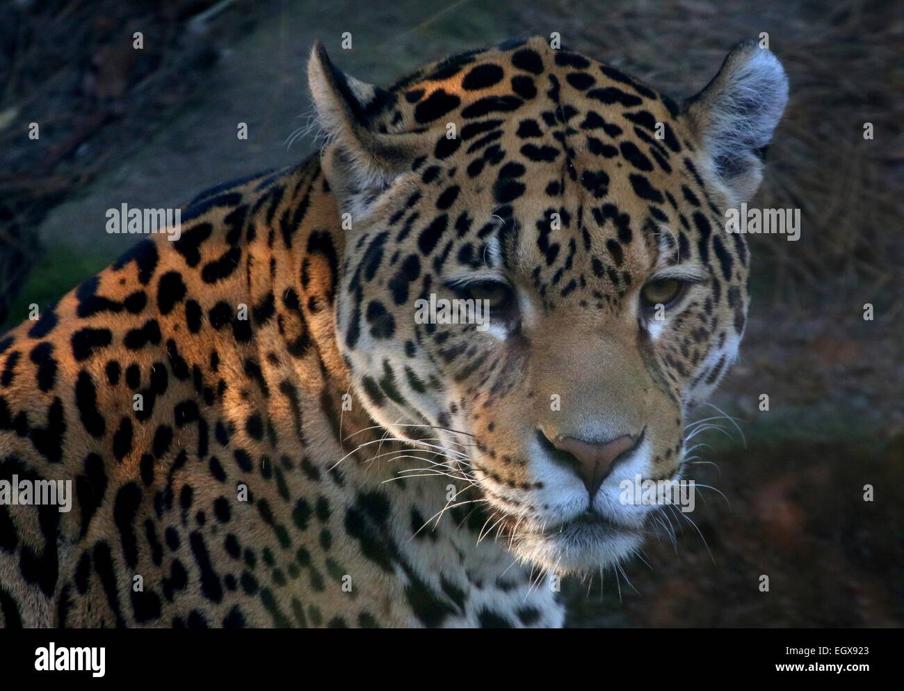 Weibliche südamerikanische Jaguar (Panthera Onca), Nahaufnahme des Kopfes Stockfoto