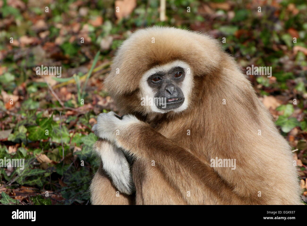 Nahaufnahme des Kopfes eines asiatischen Lar Gibbon oder White-Handed Gibbon (Hylobates Lar) posiert auf dem Boden Stockfoto