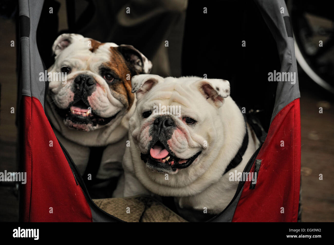 stroller for english bulldog