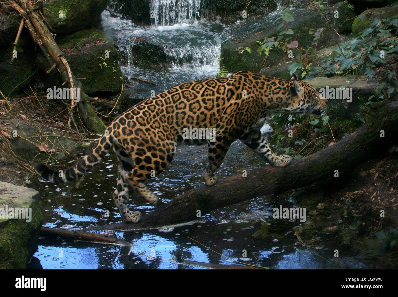 Weibliche südamerikanische Jaguar (Panthera Onca) Bergbach überqueren Stockfoto