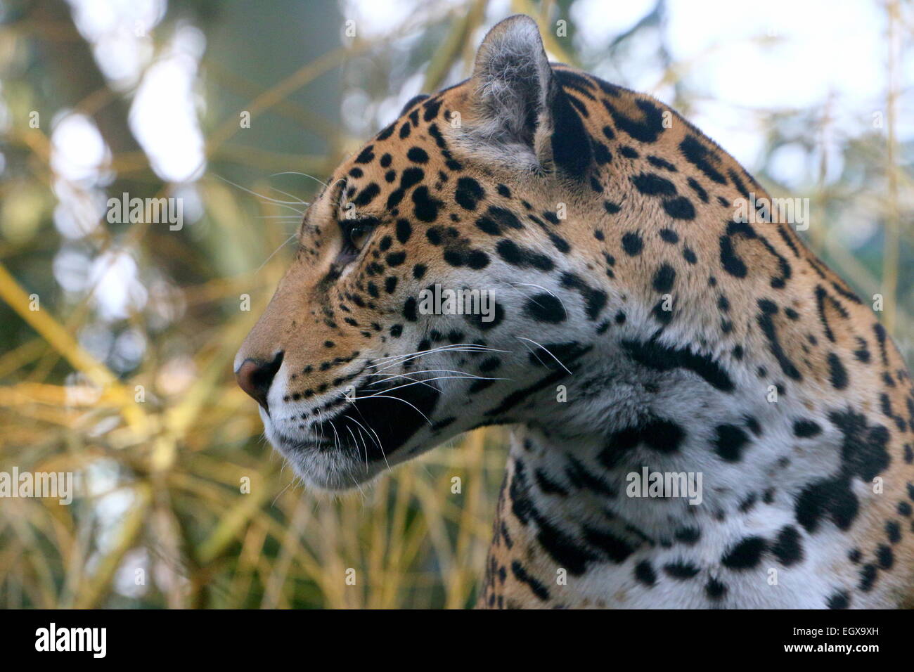 Weibliche südamerikanische Jaguar (Panthera Onca), Nahaufnahme des Kopfes im Profil gesehen Stockfoto