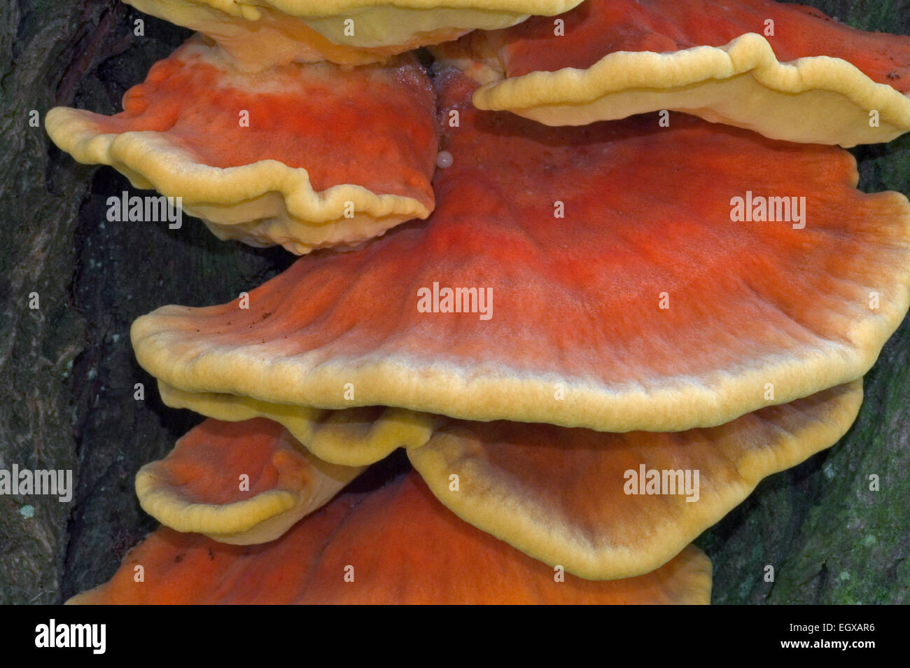 Huhn des Waldes / Schwefel Polypore (Laetiporus Sulphureus) auf Baumstamm Stockfoto