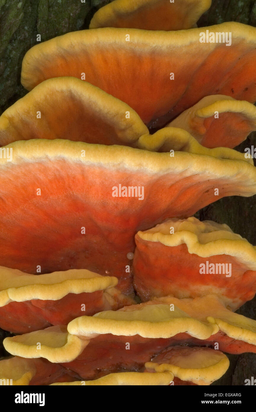 Huhn des Waldes / Schwefel Polypore (Laetiporus Sulphureus) auf Baumstamm Stockfoto