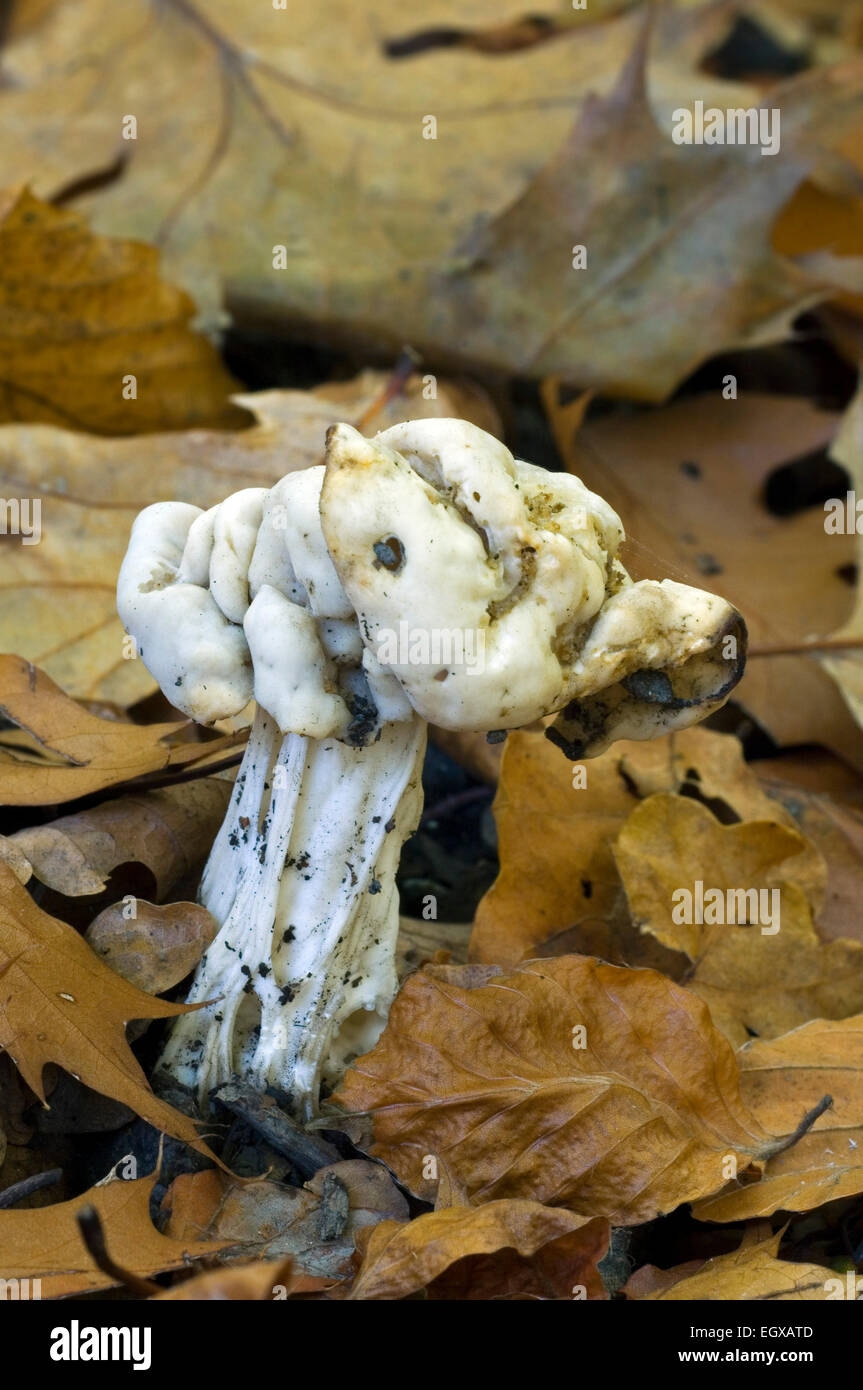 Gemeinsamen weiß Helvella / white Sattel Pilz / elfin Sattel / gemeinsame Helvel (Helvella Crispa) Stockfoto