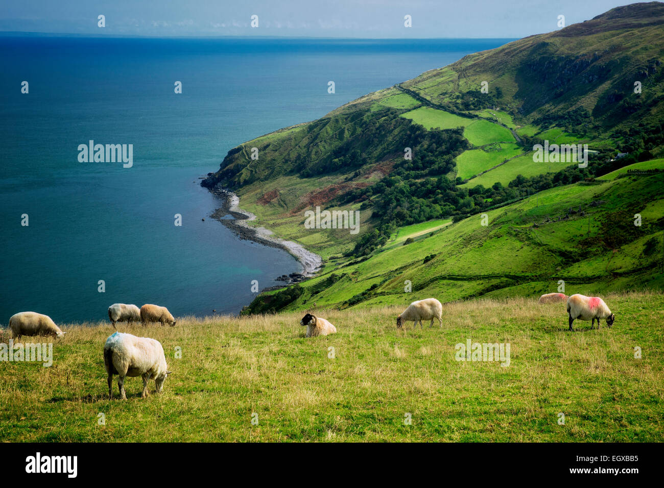 Blick vom Torr Head mit Schafbeweidung. Küste von Antrim, Nordirland Stockfoto