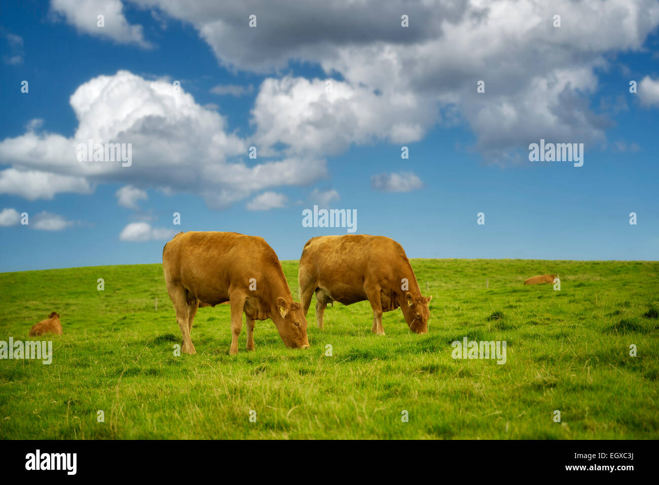 Kühe auf der Weide. Irland. Stockfoto