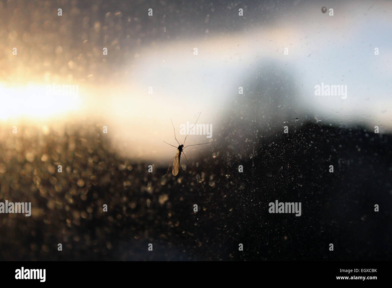 großen Mücke auf dem Glas, große Moskito auf Glas, Moskito, Tier, Gliederfüßer, Arthropoda, Diptera, Mücke, Insekt, invertebrata Stockfoto