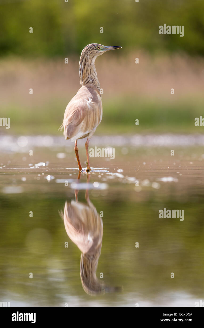 Squacco Heron (Ardeola Ralloides) waten im seichten Wasser Stockfoto
