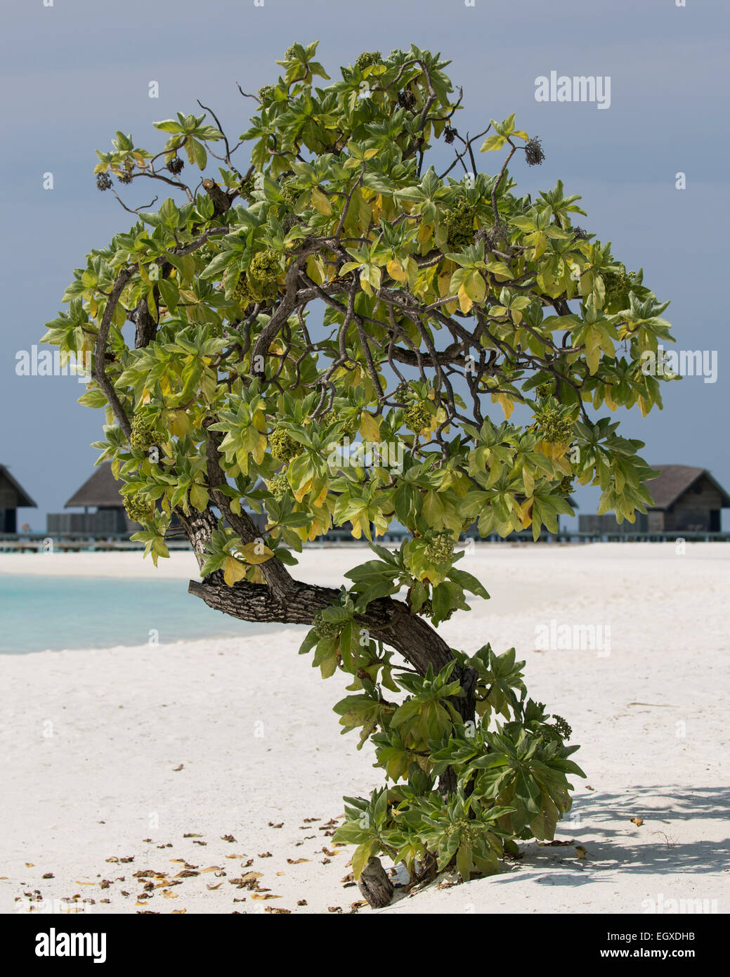 Ein Baum an einem Strand auf den Malediven sonnt sich in der Sonne mit Villen hinter Stockfoto