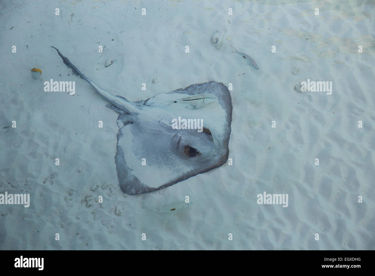 Feder-tailed oder Flag-Tail Stingray ruht auf dem Sand in einer Lagune auf den Malediven Stockfoto