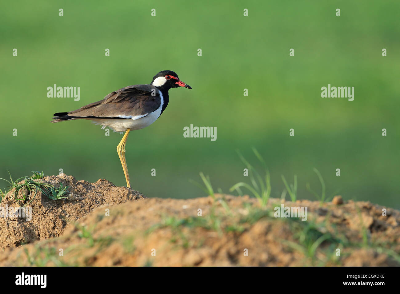 Rot-Flecht-Kiebitz (Vanellus Indicus Lankae) Stockfoto