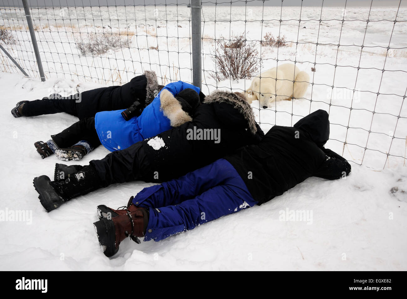 Fotografen fotografieren dösen Bären durch das Gelände Zaun Seal River Heritage Lodge Churchill Manitoba Kanada Stockfoto