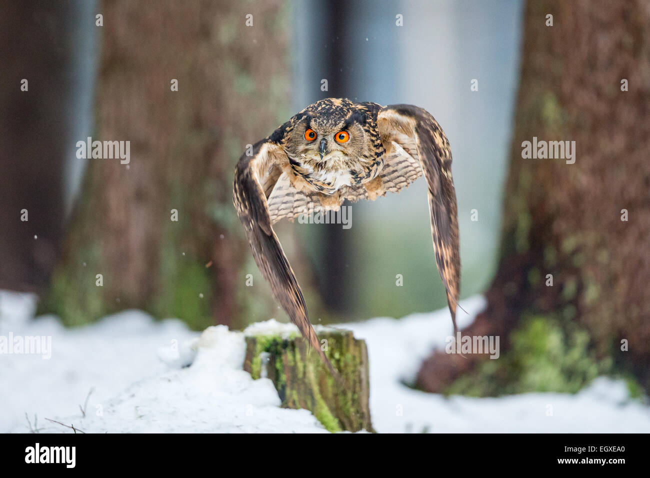 Eurasische Uhu (Bubo Bubo) fliegen durch einen Wald im Schnee Stockfoto