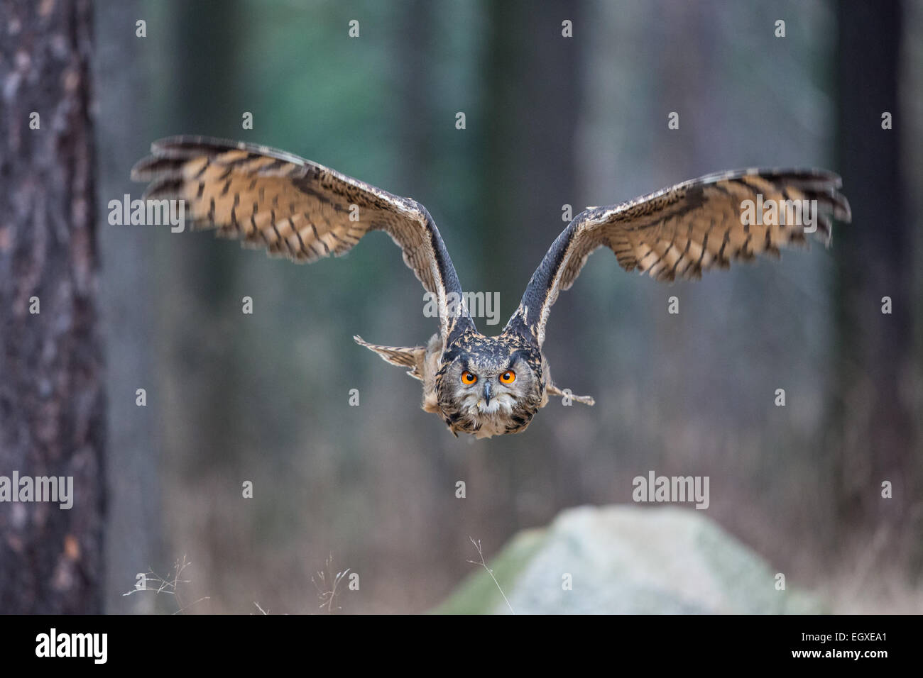 Eurasische Uhu (Bubo Bubo) fliegen durch einen Wald Stockfoto