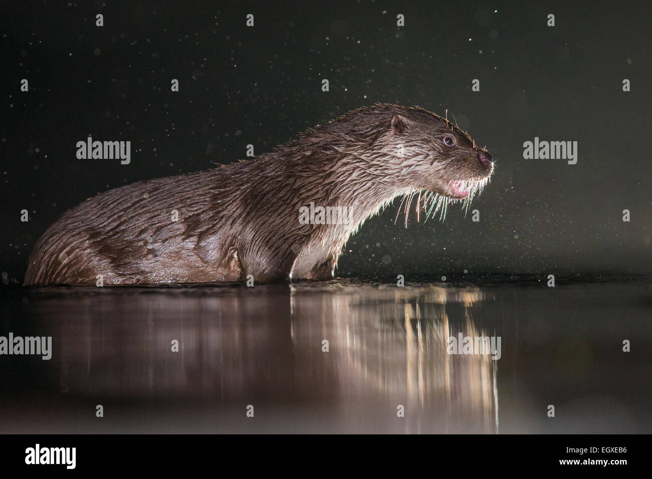 Europäische Otter (Lutra Lutra) Spritzwasser in einem Sumpf-Pool bei Nacht Stockfoto