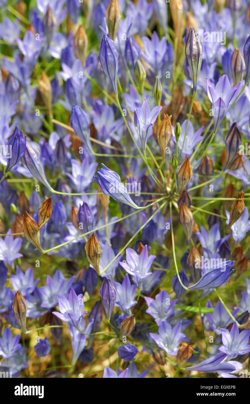 BRODIAEA Laxa mit verzweigten Staats-und blauen Blüten. Ein Zwiebelgewächs blüht im Sommer. Stockfoto