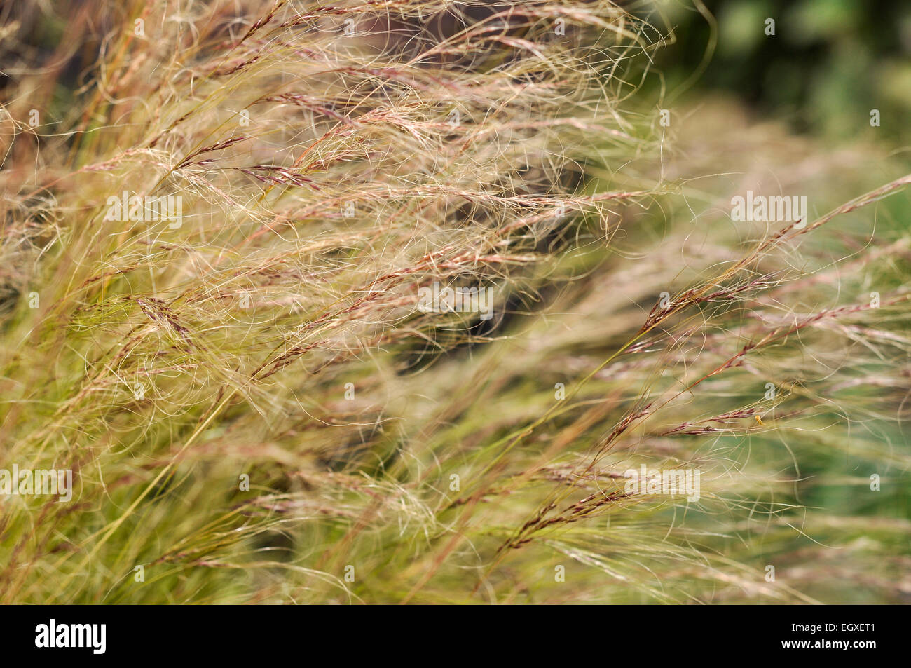 Stipa Tenuissima mit feinen, weichen Samenkorn-Köpfe im Sommer. Stockfoto