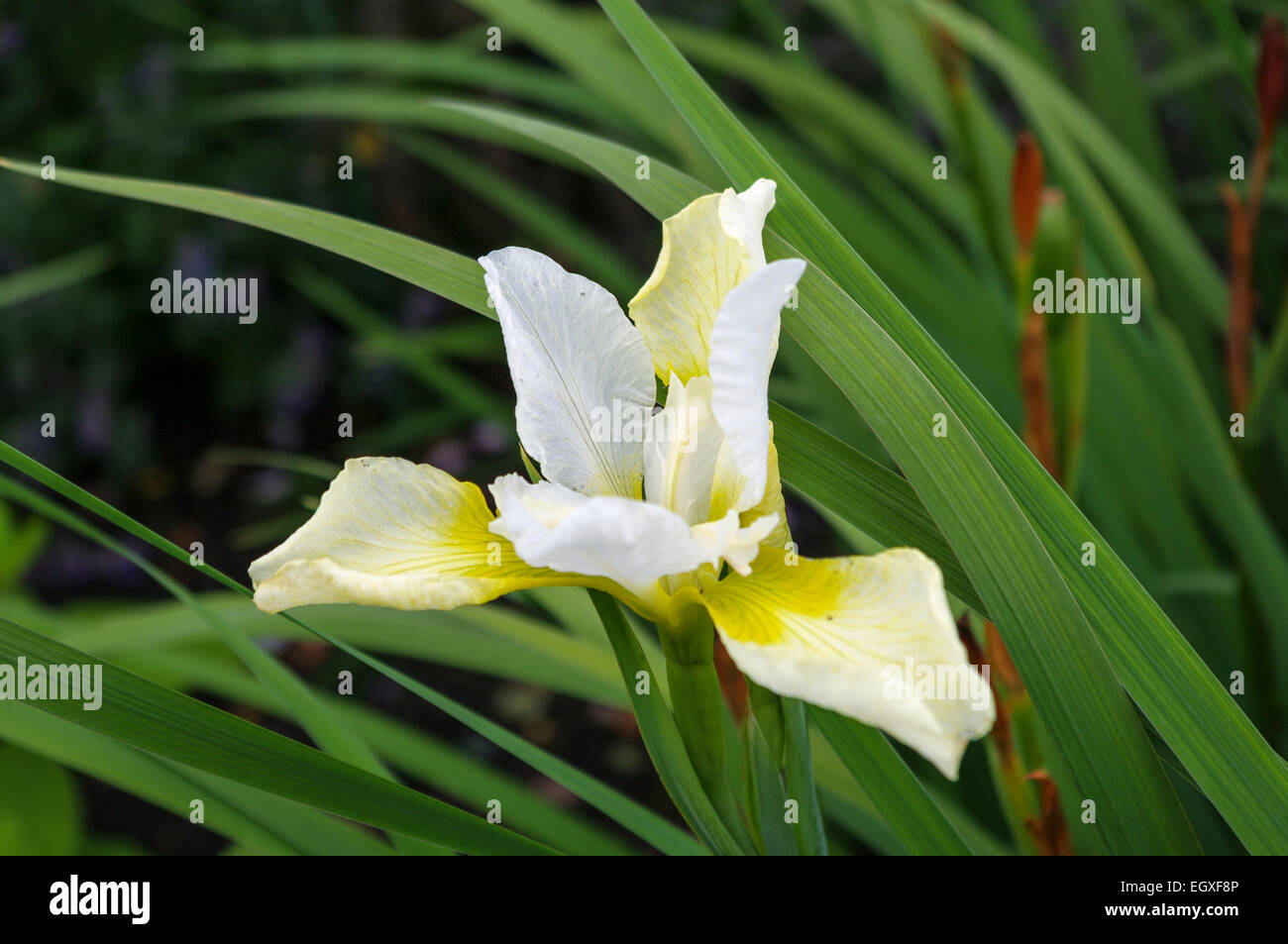 Blasse gelbe Iris Blume mit ihren Blättern sichtbar Stockfoto