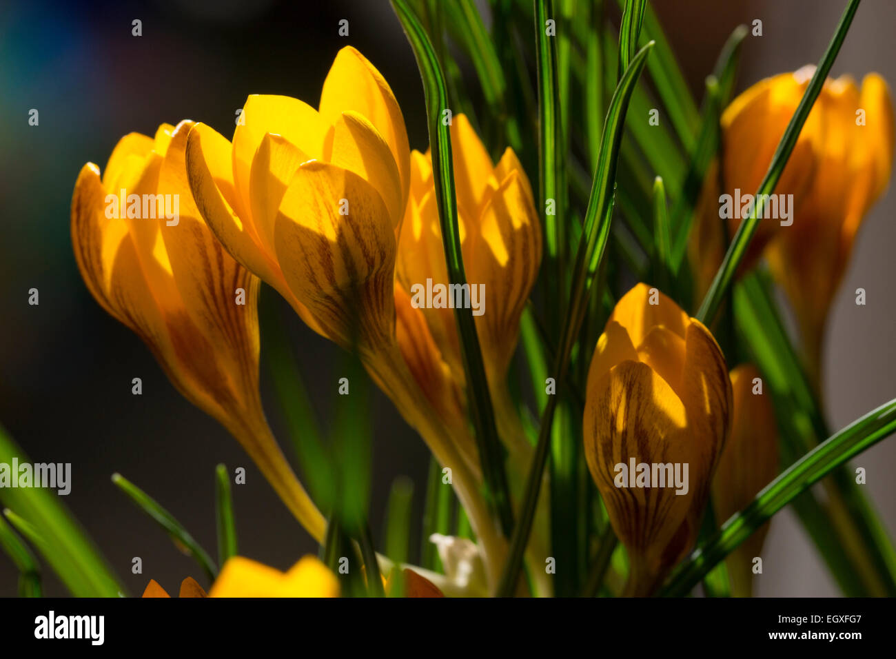 Bronze gestreiften gelben Blüten der Spätwinter Blüte Crocus Chrysanthus "Dorothy" Stockfoto