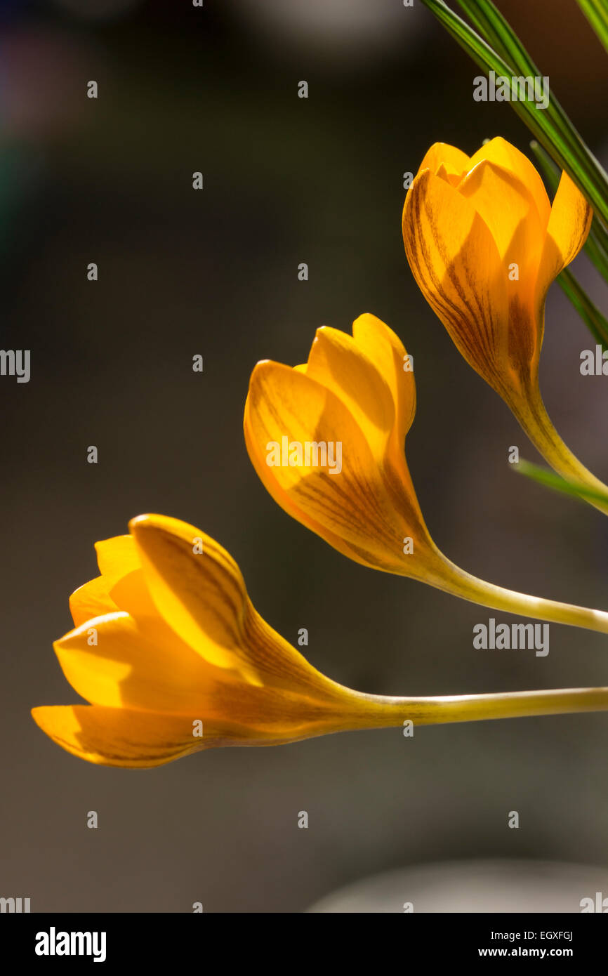 Wind-gebogene, Bronze gestreifte gelben Blüten des späten Winters Blüte Crocus Chrysanthus "Dorothy" Stockfoto