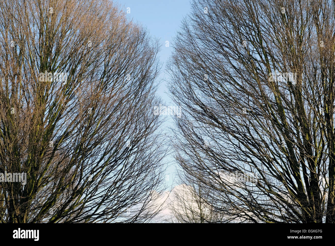 Zwei Bäume in einem Park in London. Stockfoto