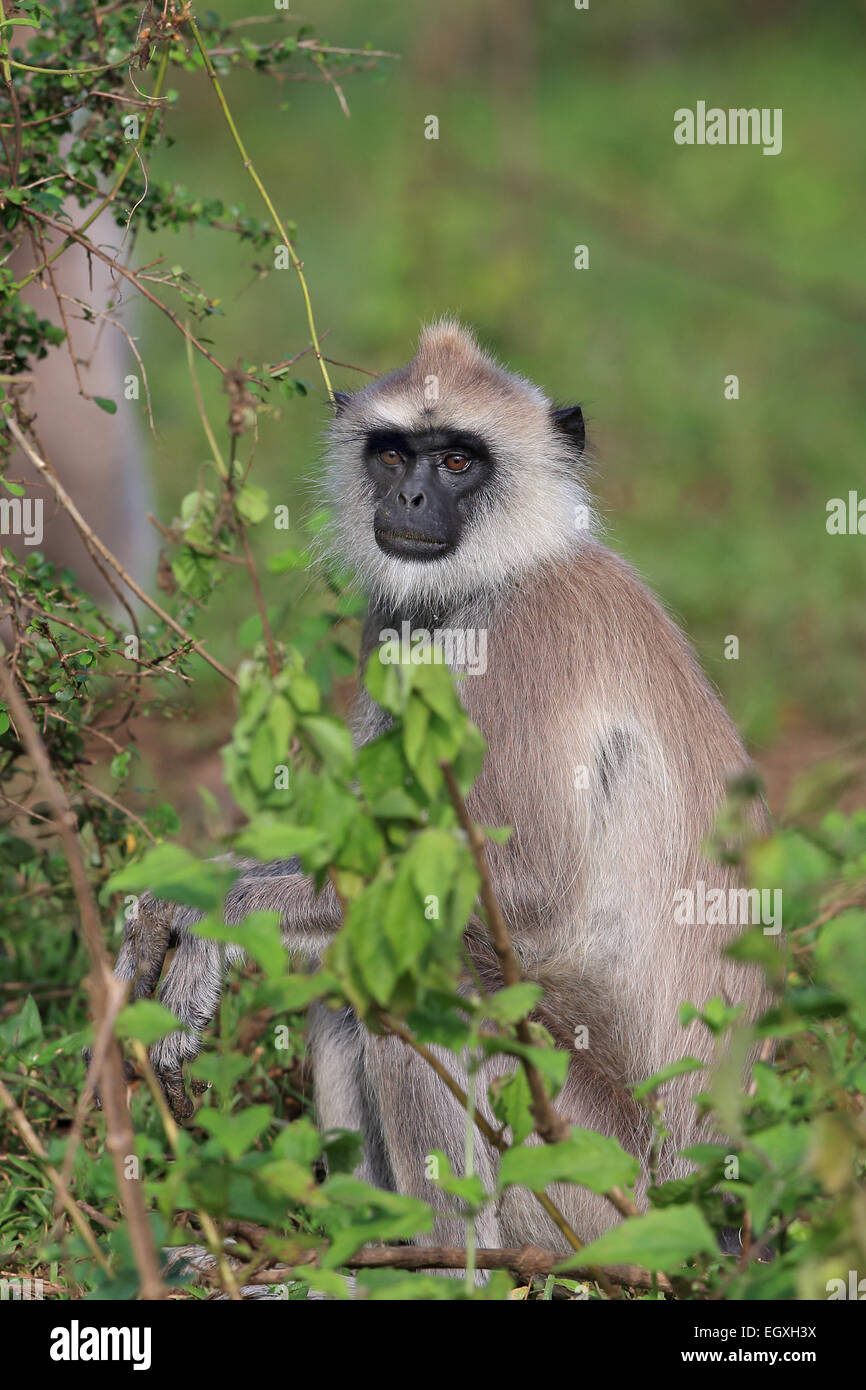 Getuftete Grau Langur (Semnopithecus priam priam) Stockfoto