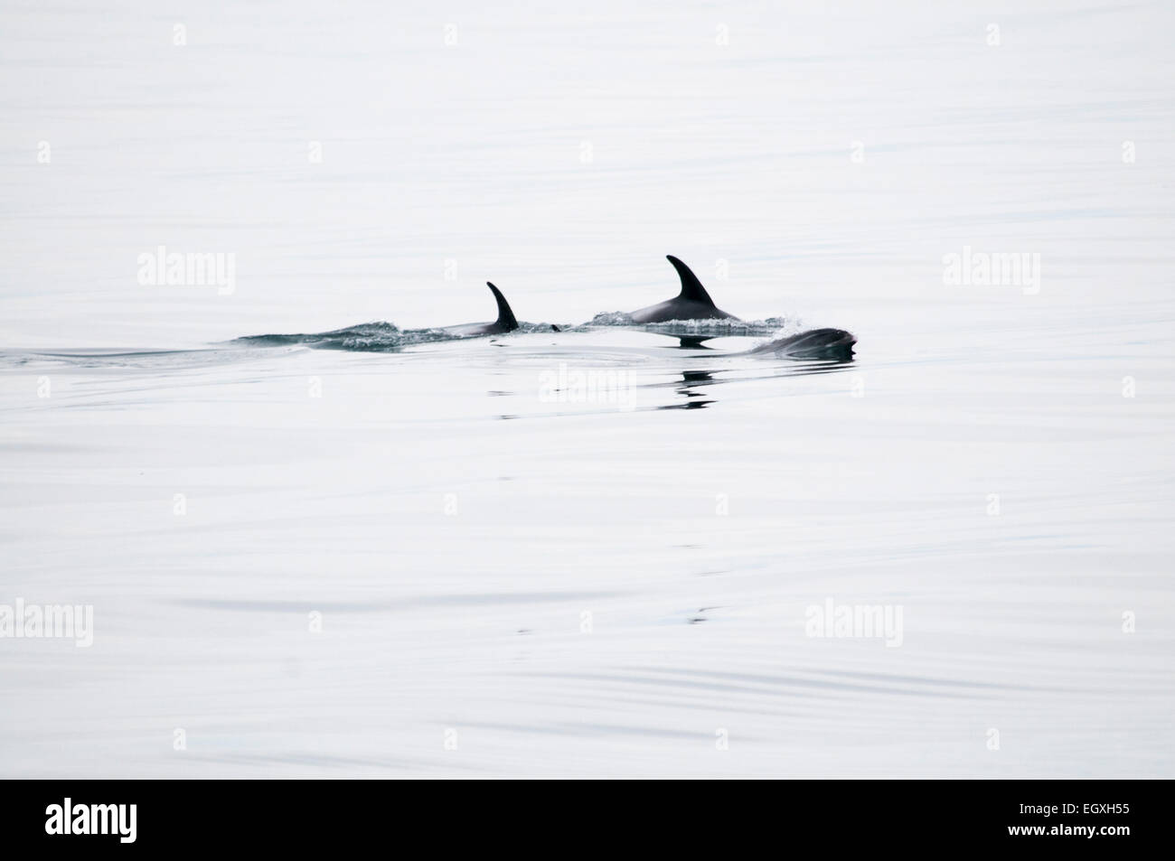 Weißen Schnabel Delfine schwimmen in der Nähe von Reykjavik in den Nordatlantik aus Island.  Ein Weißschnauzendelfin Im Nordatlantik. Stockfoto