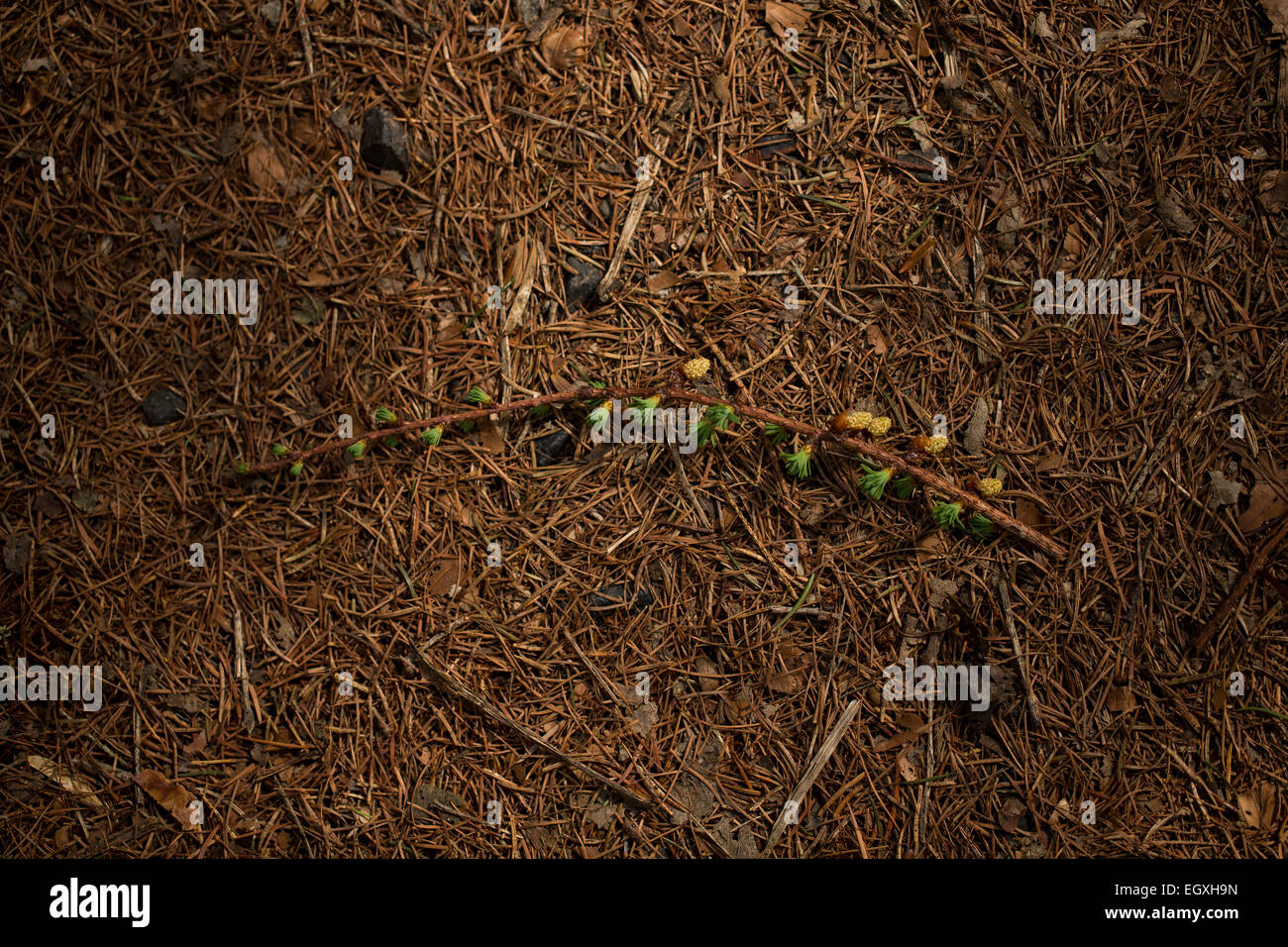 Nadelbaum-Zweig mit neuen Sprossen auf einem Waldboden abgebrochen. Rhön-Berge, Deutschland Stockfoto