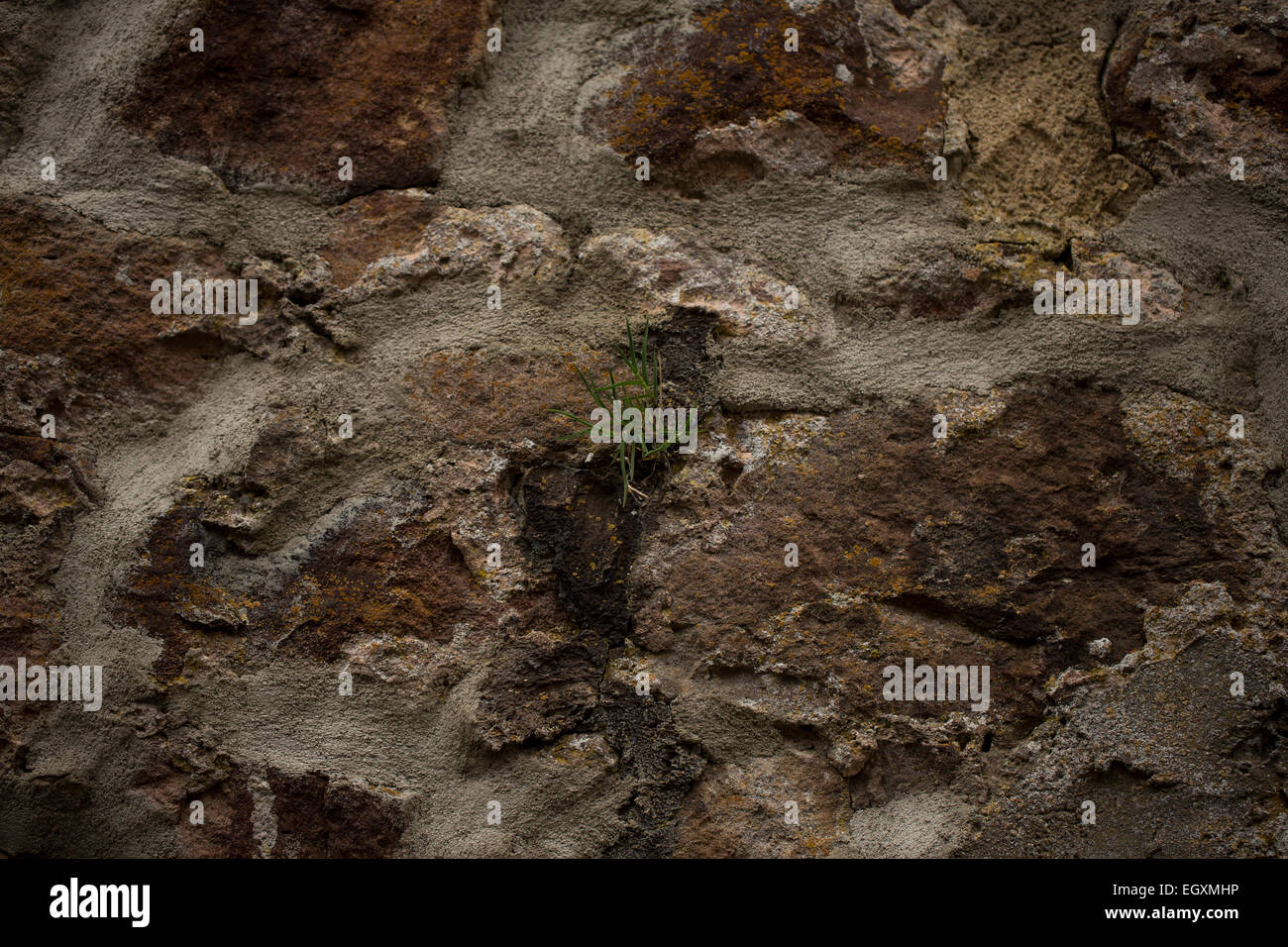 Ein kleines Stück Gras wächst auf einer Steinmauer. Rhön-Berge, Deutschland Stockfoto