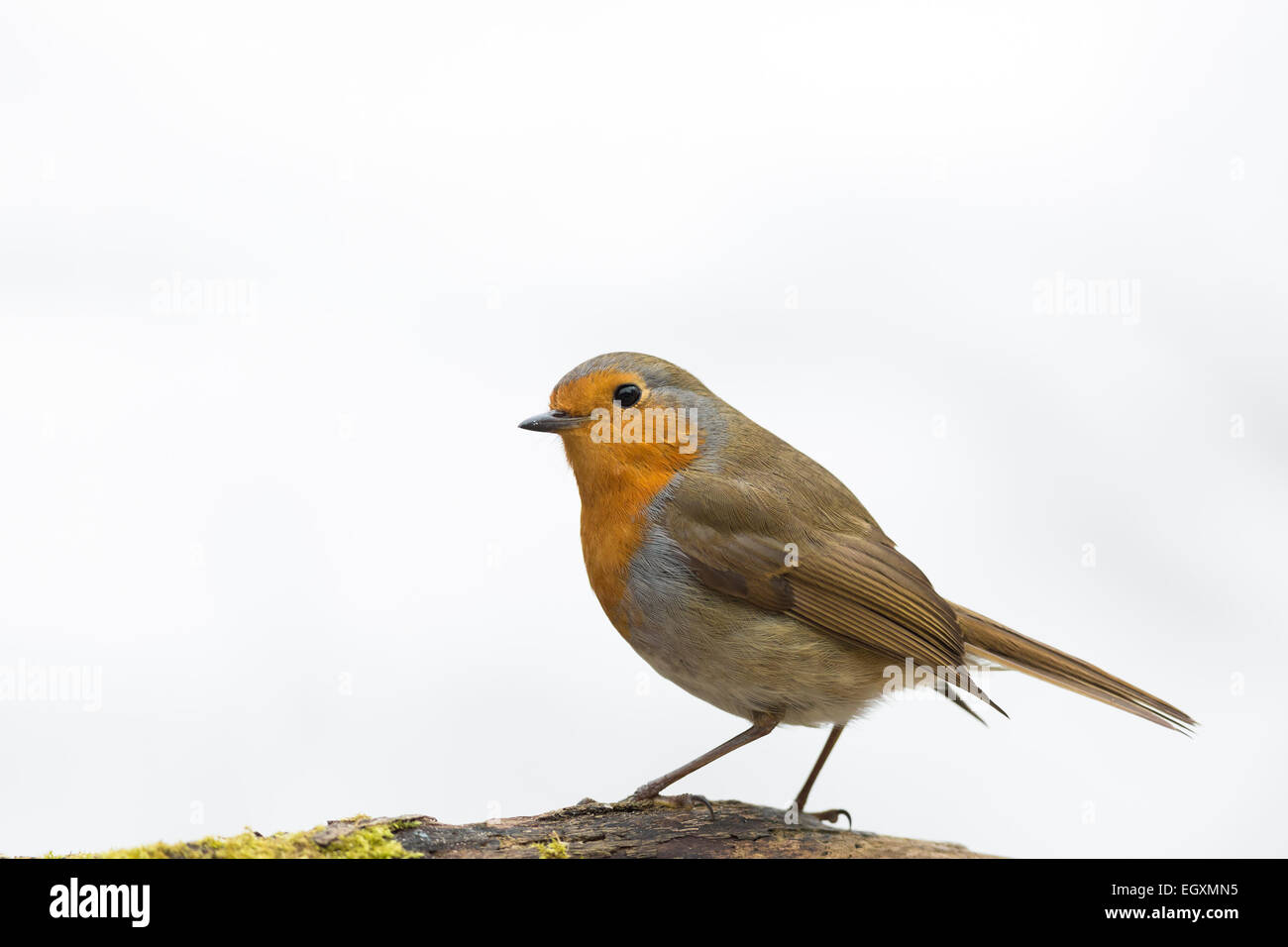 Robin auf bemoosten Log auf weißen Hintergrund isoliert Stockfoto