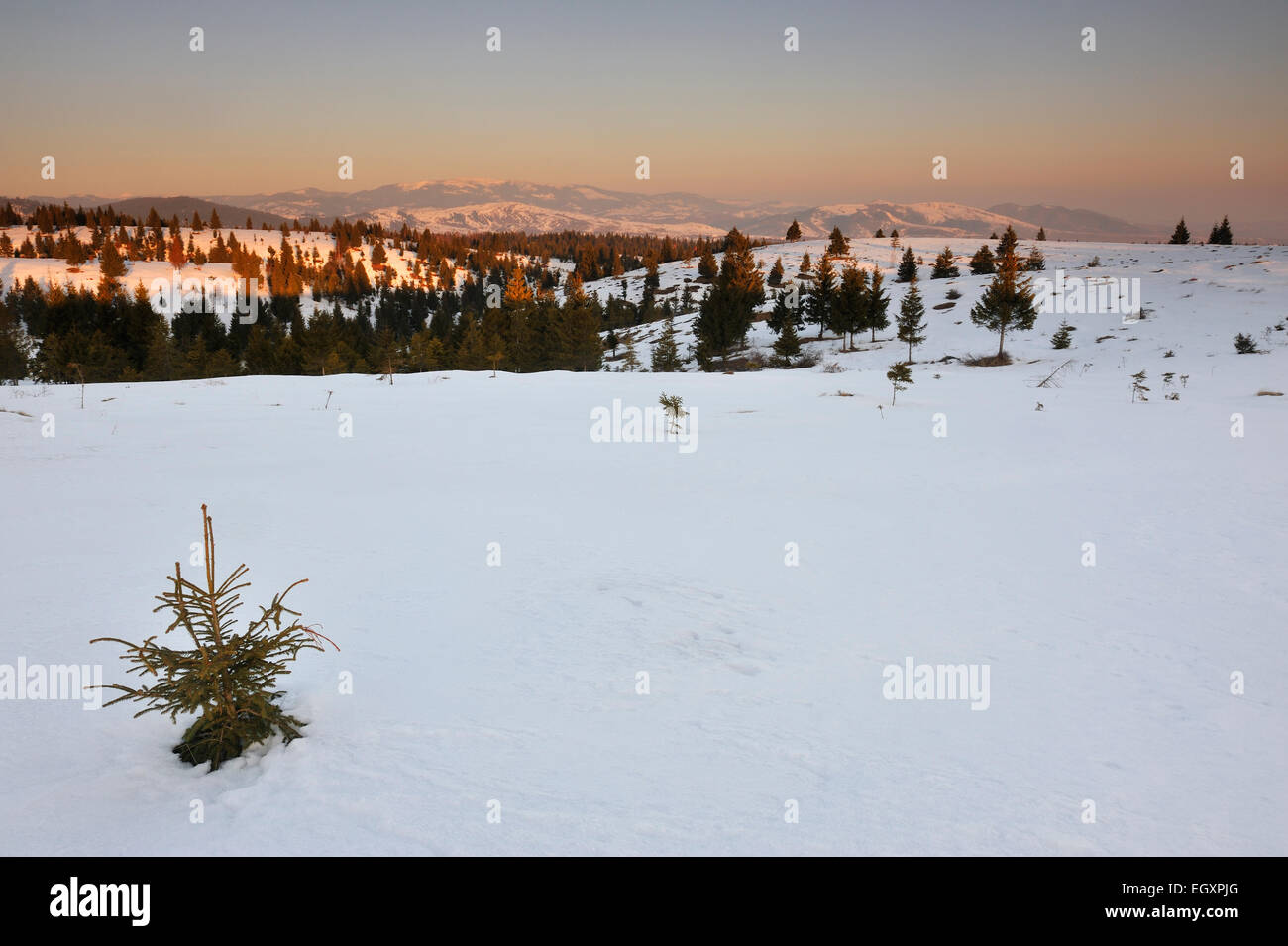 Apuseni-Gebirge bei Sonnenaufgang, Rumänien Stockfoto