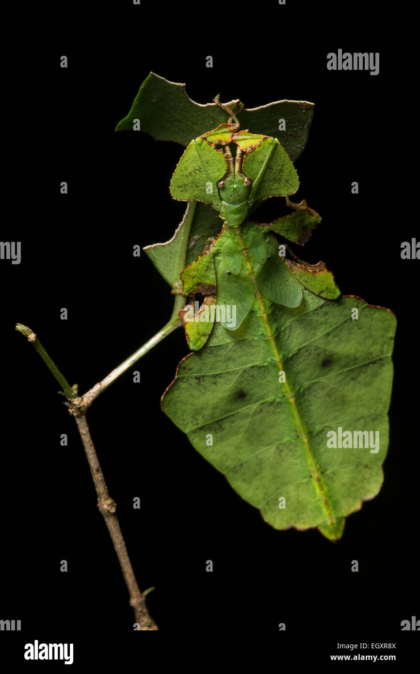 Ein Blatt Insekt aus der Familie Phylliidae, ist gut getarnt und schwer zu erkennen in den Wäldern des Mt. Kinabalu auf Borneo. Stockfoto