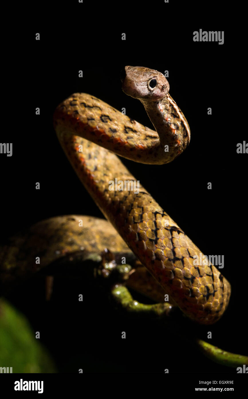 Eine mock Viper (Psammodynastes Pulverulentus) starrt hinunter den Fotografen. Stockfoto