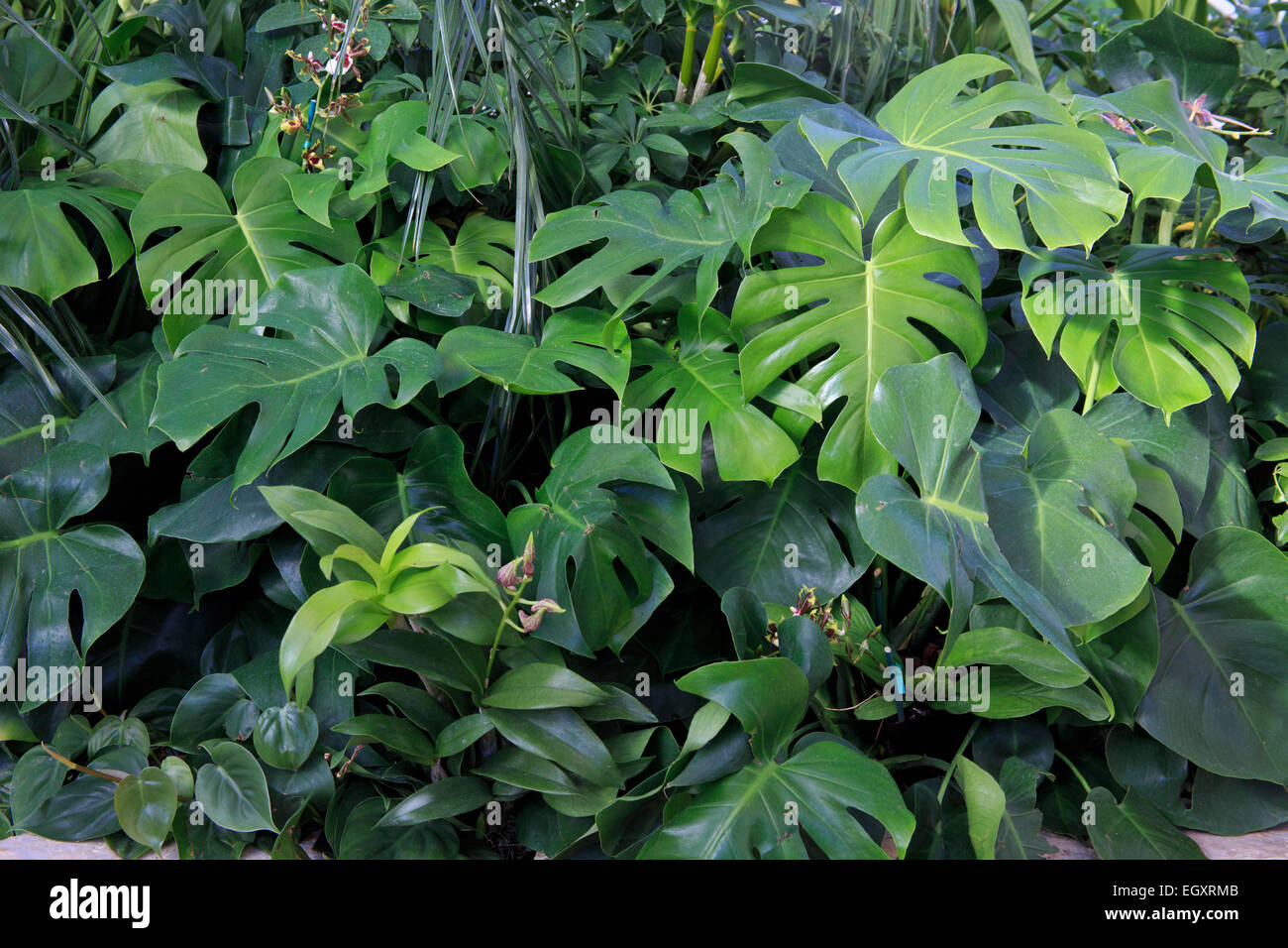 Blätter der tropischer Pflanzen in einem drinnen Konservatorium. Stockfoto