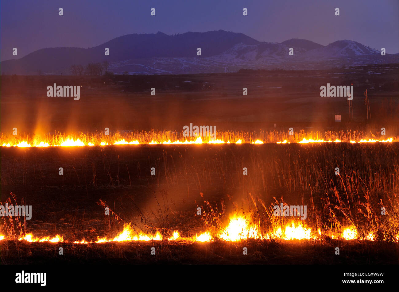 Brennenden Feldern im Spätwinter als Teil des landwirtschaftlichen Zyklus, Huedin Region, Rumänien Stockfoto