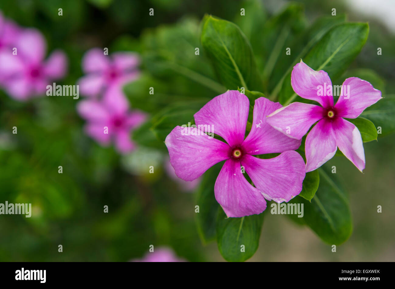 rosa Blume Blätter hübsch Stockfoto