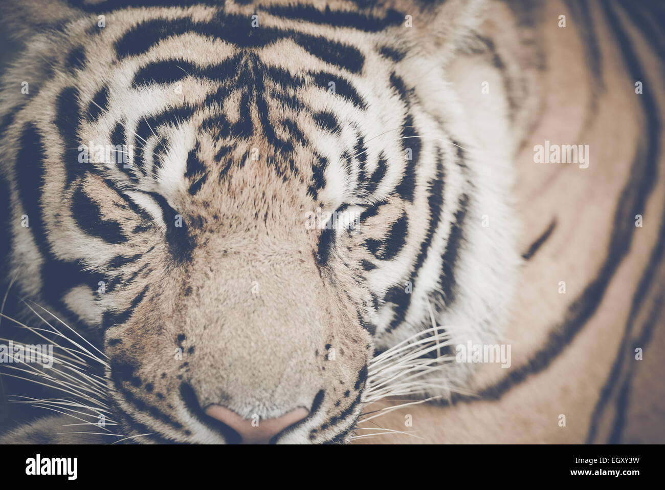 Tiger hautnah mit Instagram Retrostil Filter Stockfotografie - Alamy