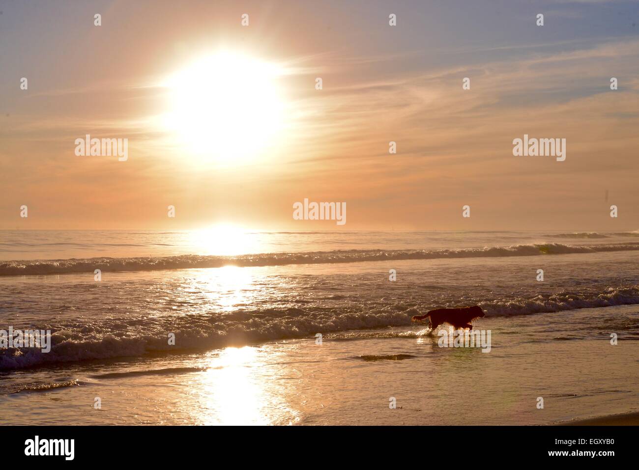 Hund läuft in Brandung während des Sonnenuntergangs mit Blendenfleck Stockfoto