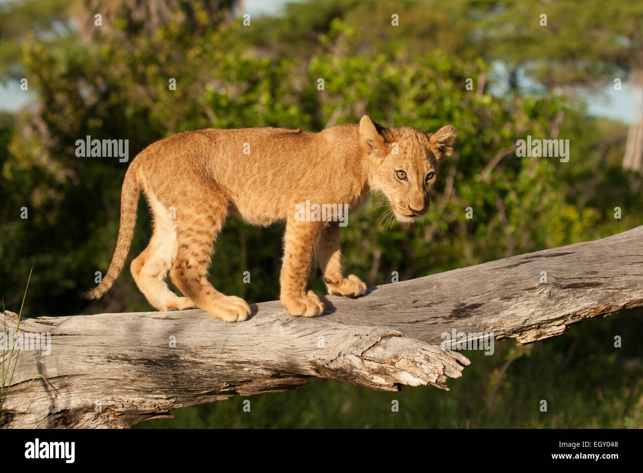 Lion Cub (Panthera Leo) auf einen umgestürzten Baum klettern Stockfoto