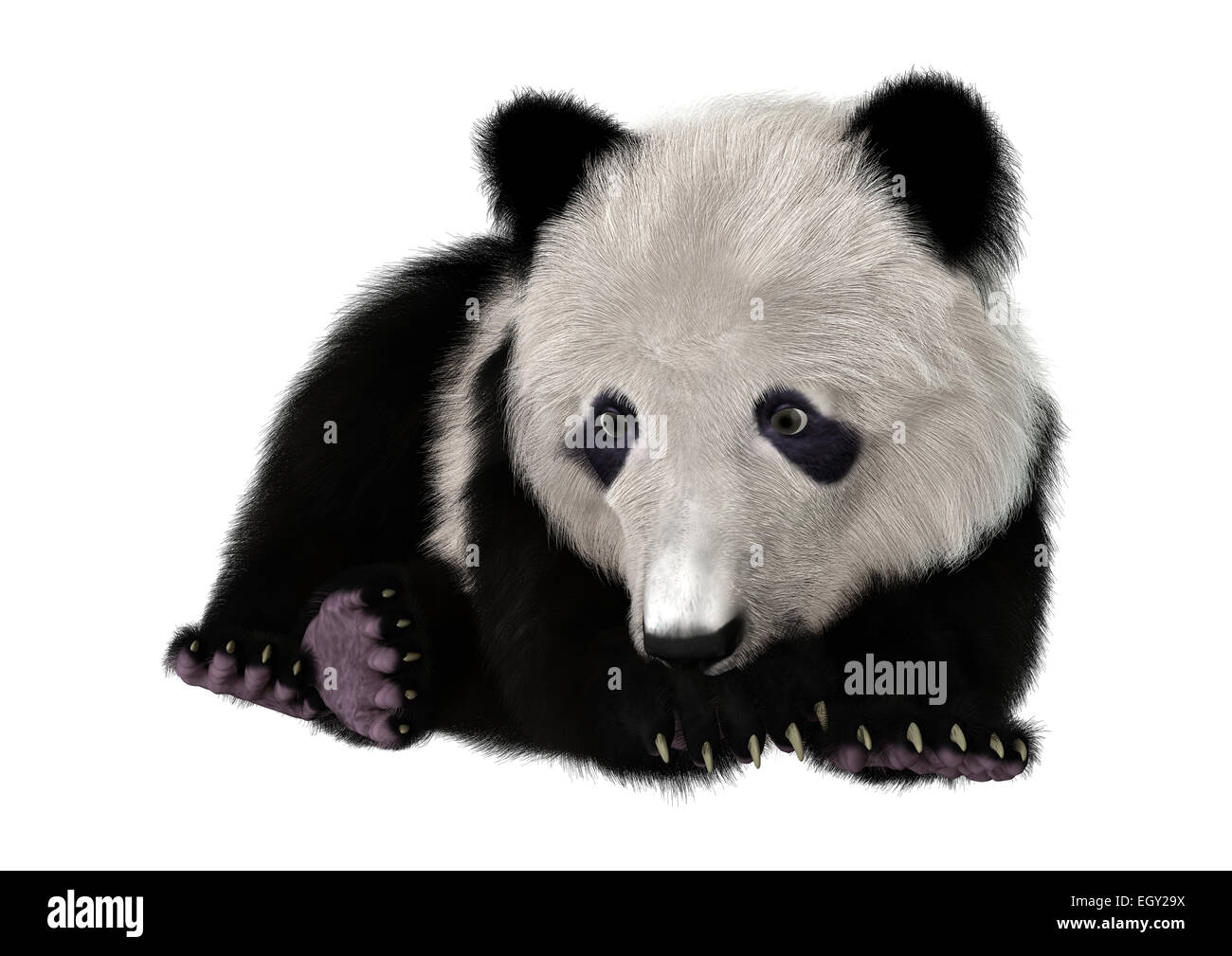 Digitale 3D Rendern eines niedlichen Panda Bären isoliert auf weißem Hintergrund Stockfoto