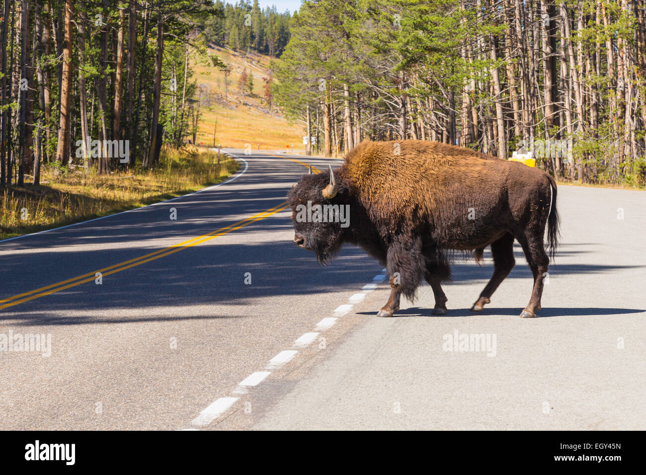 Yellowstone-Nationalpark, Wyoming, Vereinigte Staaten, 20. September 2014 – ein Büffel beim Überqueren der Straße aus einem unbekannten Grund in Yell Stockfoto